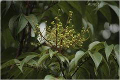 Meliosma pinnata subsp. arnottiana